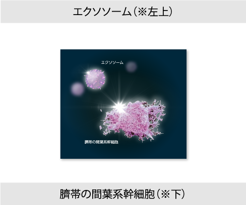 エクソソームと臍帯の間葉系幹細胞